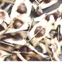 Purchase Moringa Kernel