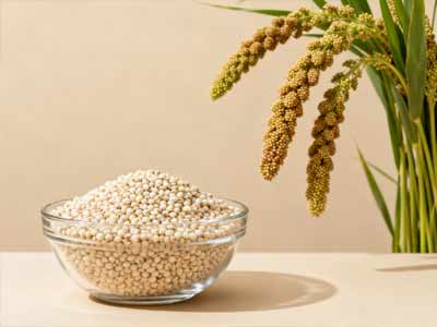Pearl Millet